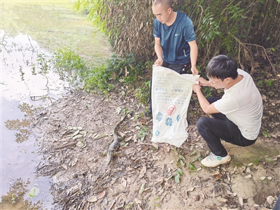 亿润配资 圆鼻巨蜥放归保护区